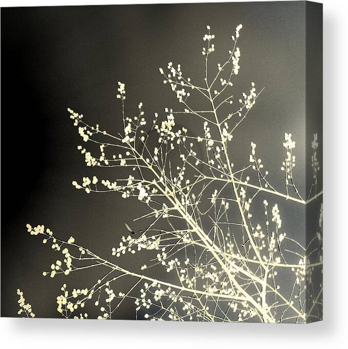 Tree Canvas Print featuring the photograph Nature by Gray Artus