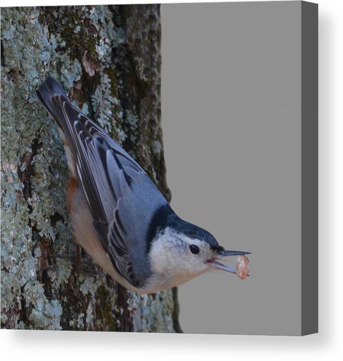 Nuthatch Canvas Print featuring the photograph Nuthatch by Brian Stevens
