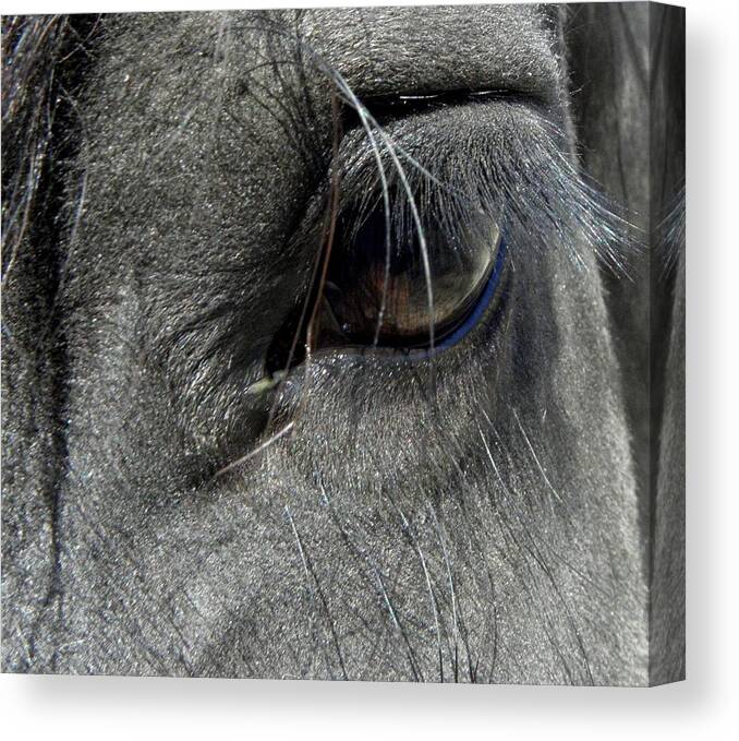 Eye Canvas Print featuring the photograph Oh The Lashes by Kim Galluzzo