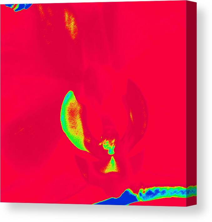 Orchid Canvas Print featuring the photograph Orchid Bold Abstract by Kim Galluzzo