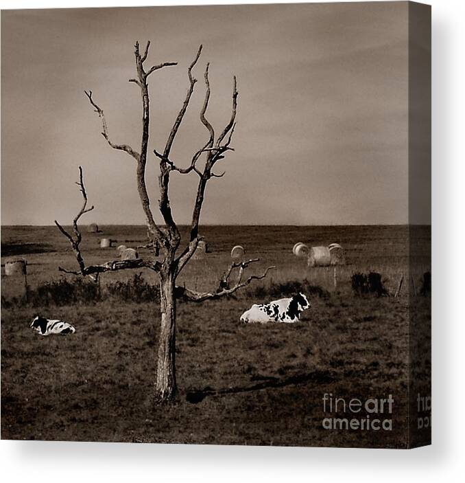 Cow Canvas Print featuring the photograph Pastorale 2 by Mark Fuller