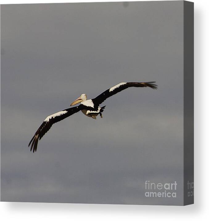 Australia Canvas Print featuring the photograph Pelican in flight 2 by Blair Stuart