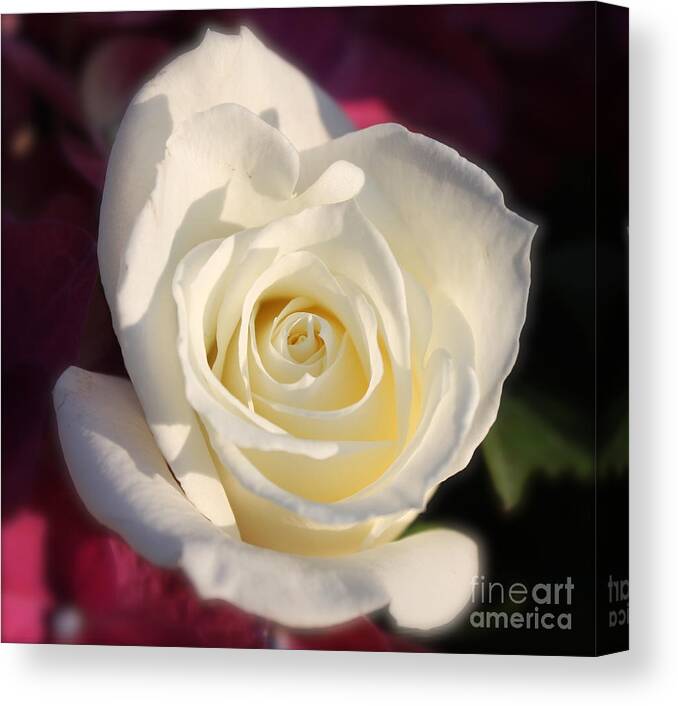 White Rose Canvas Print featuring the photograph Perfection by Pamela Walrath