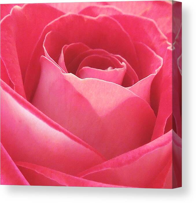 Pink Canvas Print featuring the photograph Pink Ruffles by Chad and Stacey Hall