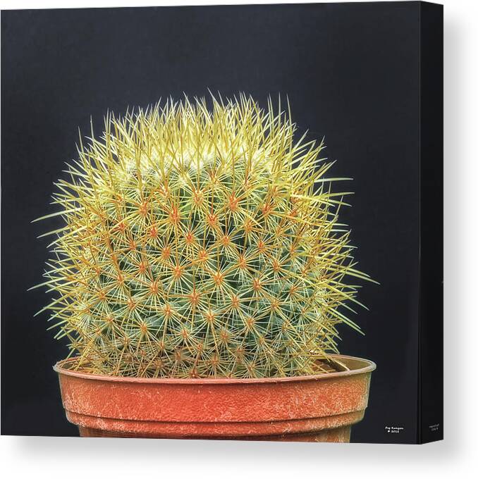 Potted Cactus Canvas Print featuring the photograph Potted Cactus by Peg Runyan