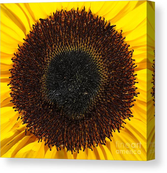Yellow Canvas Print featuring the photograph Radiance by Luke Moore