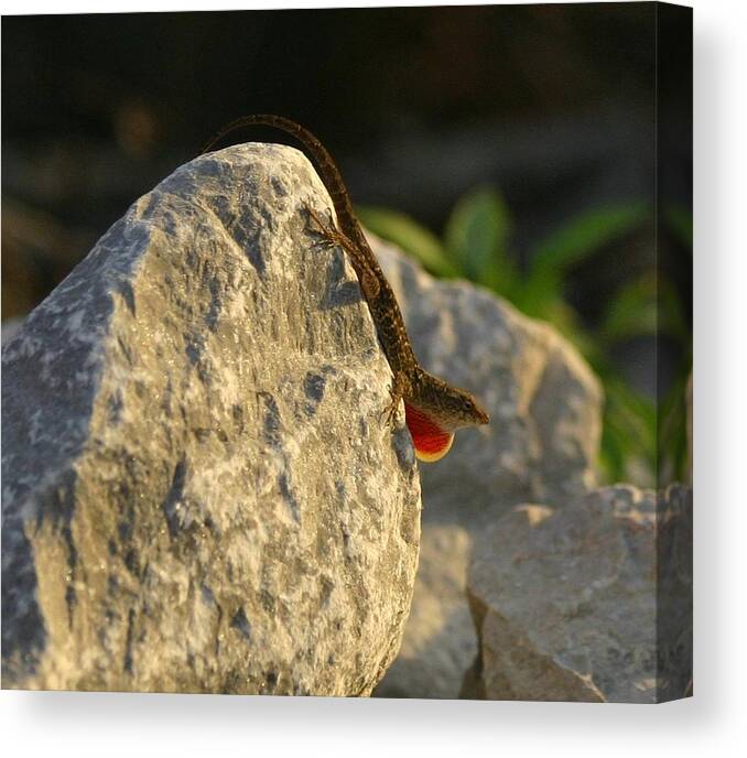 Lizard Canvas Print featuring the photograph Showing Off For the Girls by Jeanne Andrews