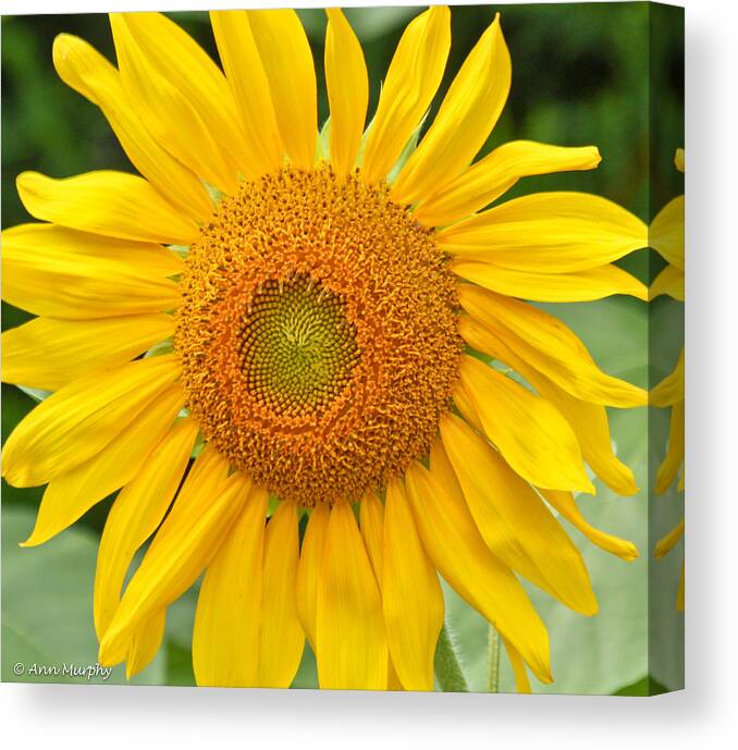 Sunflowers Canvas Print featuring the photograph Sunflower Days by Ann Murphy