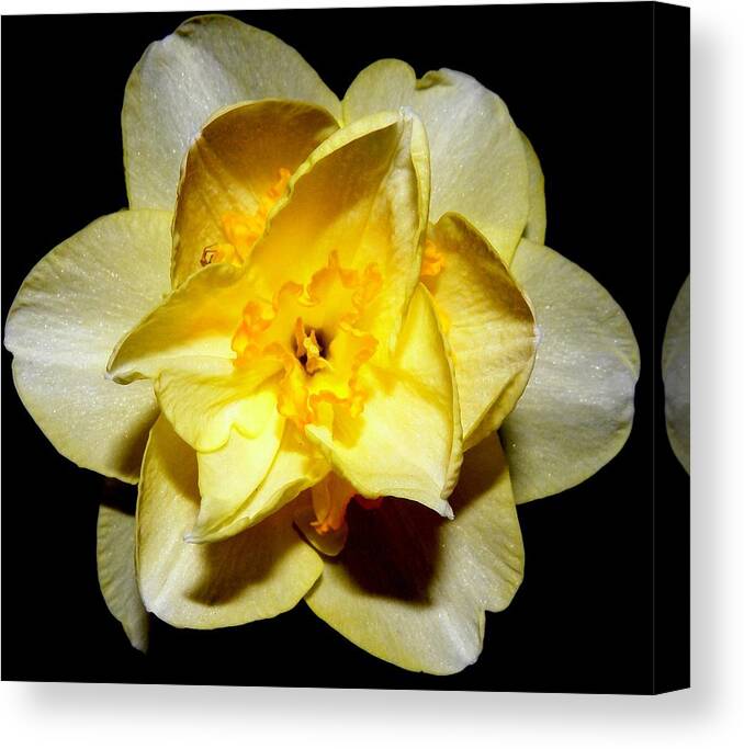 Yellow Canvas Print featuring the photograph Yellow Dream by Kim Galluzzo