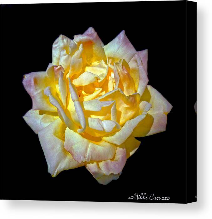 Floral Canvas Print featuring the photograph Yellow Rose on Black by Mikki Cucuzzo