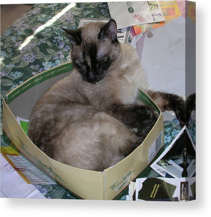Cat Canvas Print featuring the photograph Cat In A Box #1 by Carolyn Donnell