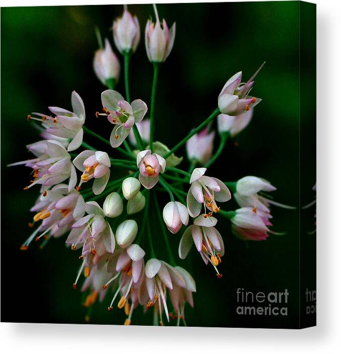 Nodding Canvas Print featuring the photograph Nodding Onion #1 by Katie LaSalle-Lowery