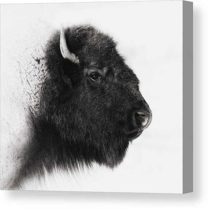 Wildlife Canvas Print featuring the photograph Once We Were Many #1 by Ron McGinnis