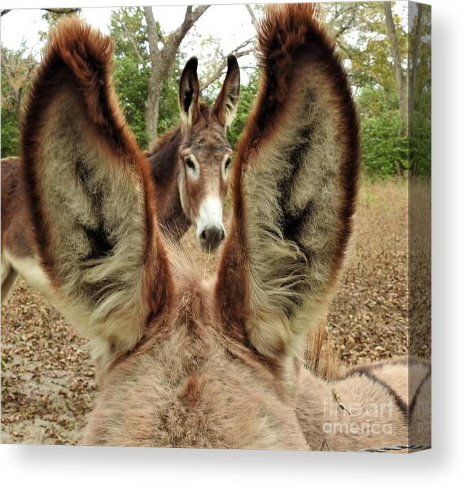 Donkey Canvas Print featuring the photograph Perception #1 by Jan Gelders