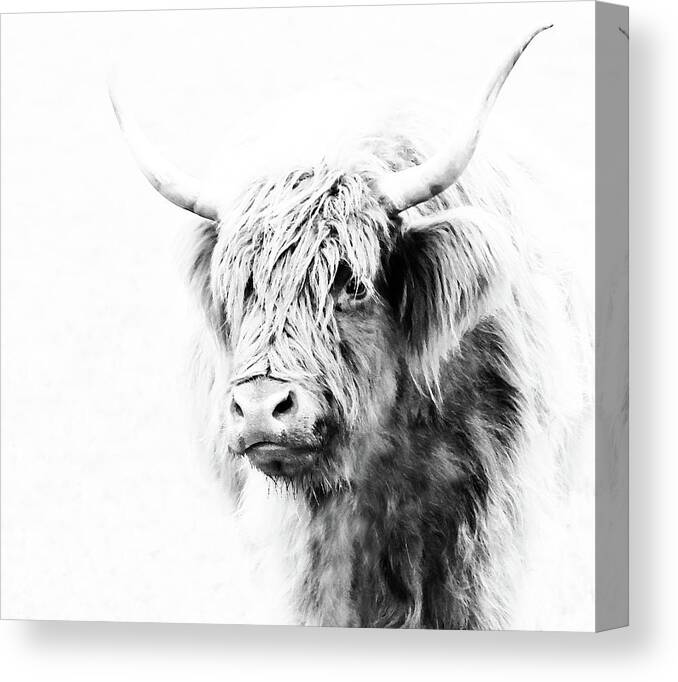 Scottish Highland Cow Canvas Print Canvas Art By Athena Mckinzie