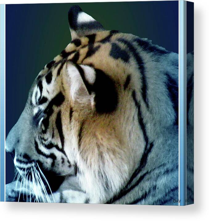 Tiger Blues Yum Canvas Print featuring the photograph Shades Of A Tiger Series #1 by Debra   Vatalaro