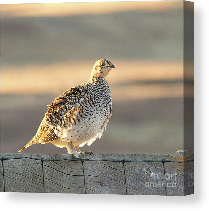 Bird Canvas Print featuring the photograph Sharp Tailed Grouse #2 by Dennis Hammer