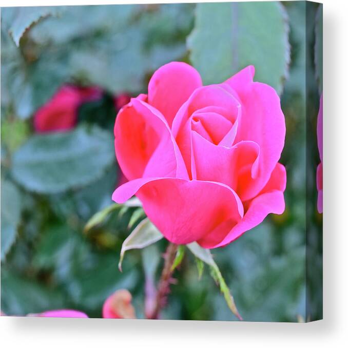 Rose Canvas Print featuring the photograph 2016 Late Blooming Rose 2 by Janis Senungetuk