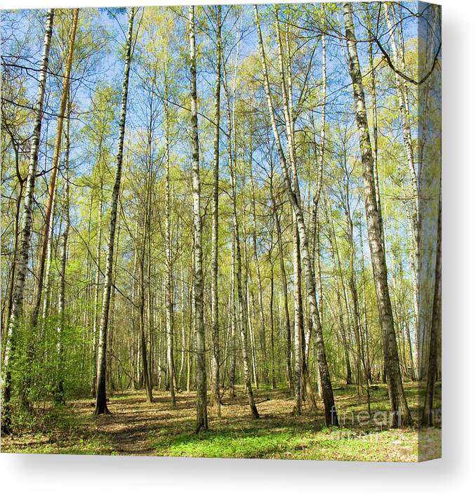 Landscape Canvas Print featuring the photograph Birch forest in spring #5 by Irina Afonskaya