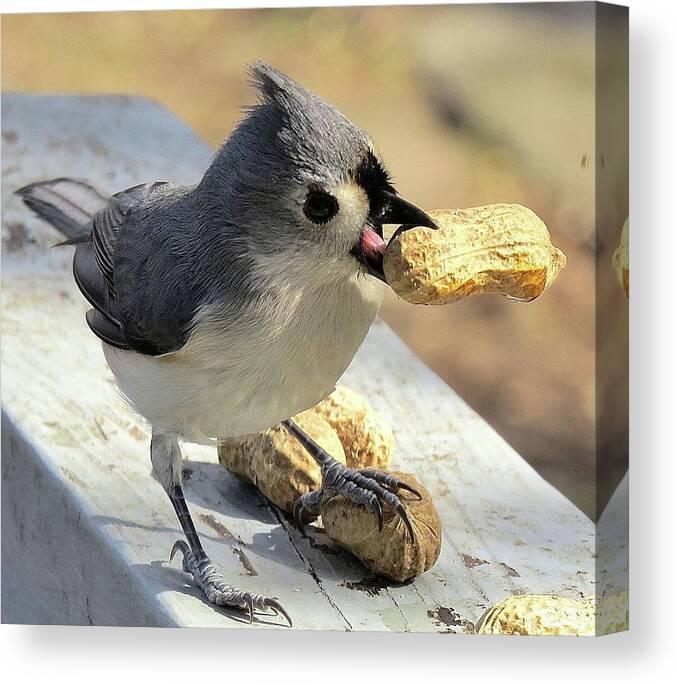 Tufted Titmouse Canvas Print featuring the photograph And I'll Save This One for Later by Linda Stern