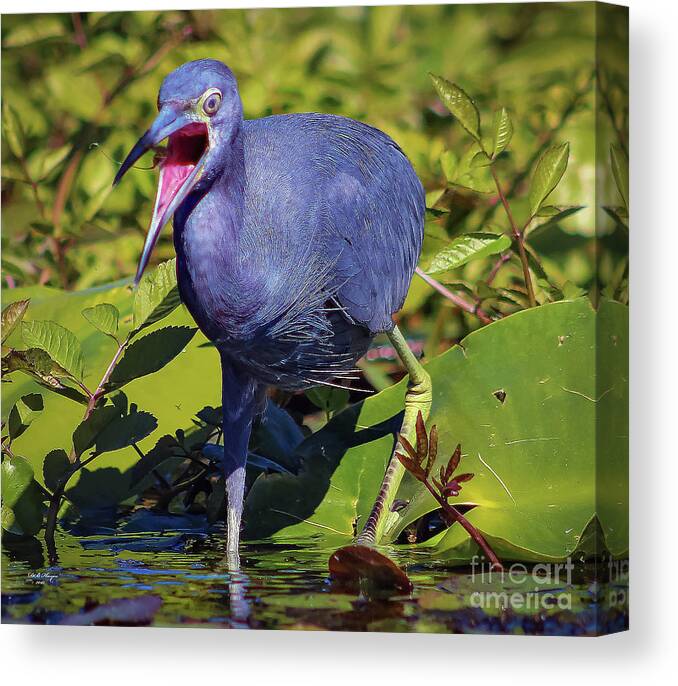 Herons Canvas Print featuring the photograph Angry Little Blue Heron - Egretta Caerulea by DB Hayes