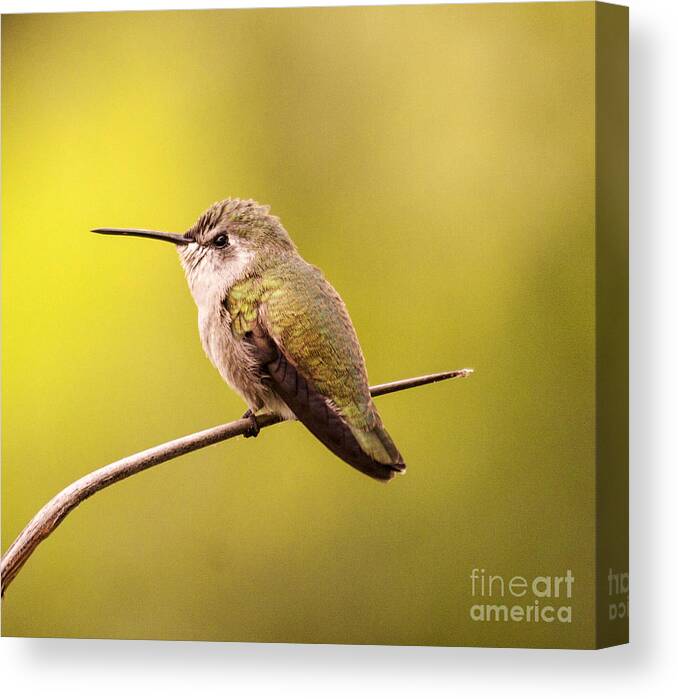 Annas Hummingbird Canvas Print featuring the photograph Anna's Amongst the glow of morning by Ruth Jolly