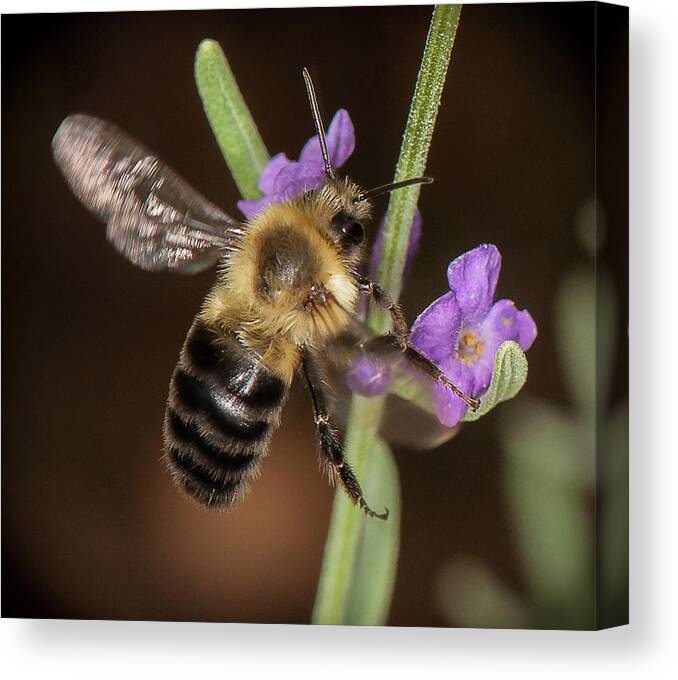 Bee Canvas Print featuring the photograph Arrival by Len Romanick