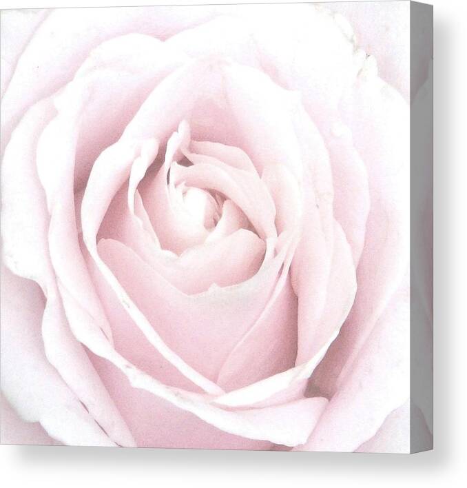 Pastel Pink Rose Canvas Print featuring the photograph Awakening Beauty by Angela Davies