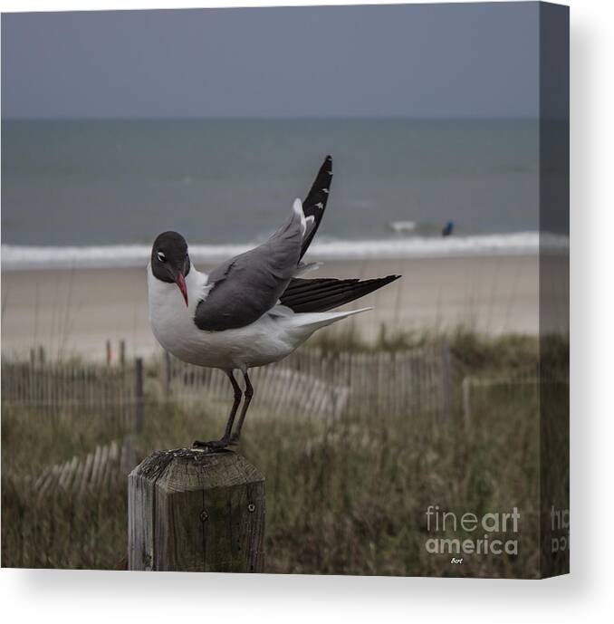 Back Off Canvas Print featuring the photograph Back Off Seagull by Roberta Byram
