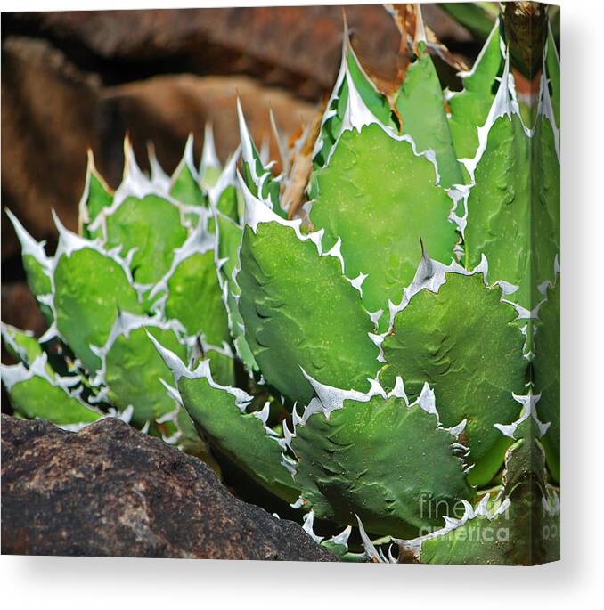 Fine Art Canvas Print featuring the photograph Beautiful Cactus by Donna Greene