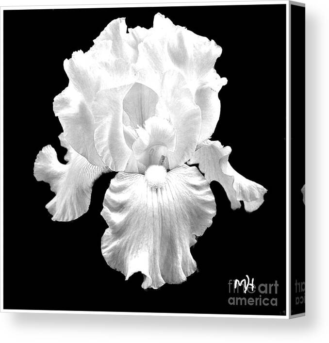 Photo Canvas Print featuring the photograph Beauty Queen in Black and White by Marsha Heiken