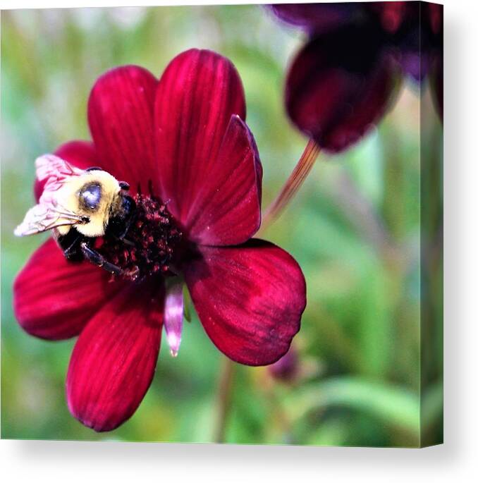 Bee On Crimson Flower Canvas Print featuring the photograph Bee on Crimson Flower by FD Graham