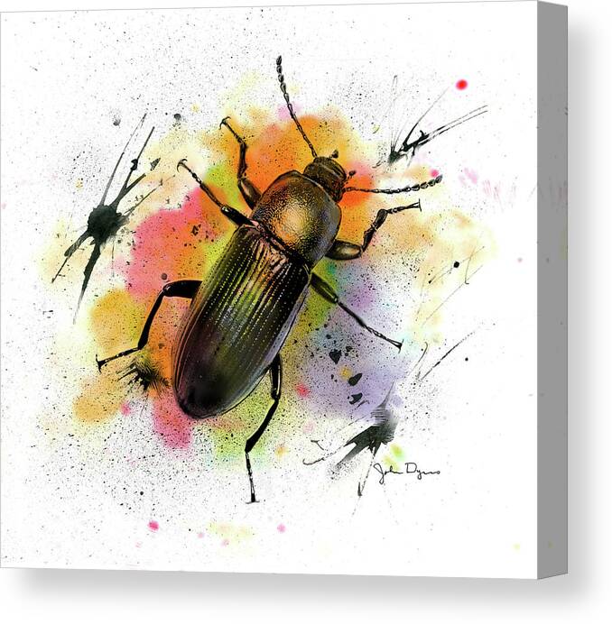 Darkling Beetle Canvas Print featuring the drawing Beetle Illustration by John Dyess