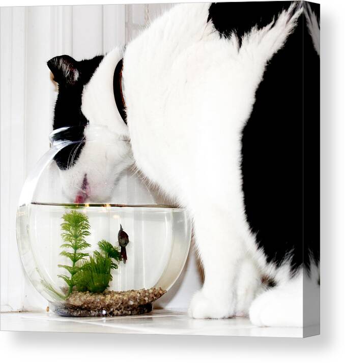 Cat Canvas Print featuring the photograph Best Friends by Danielle Miller