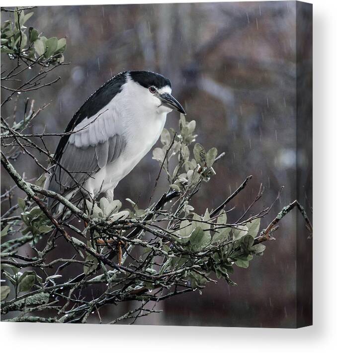 Black-crowned Night-heron Canvas Print featuring the photograph Black-crowned Night-Heron by Jaime Mercado