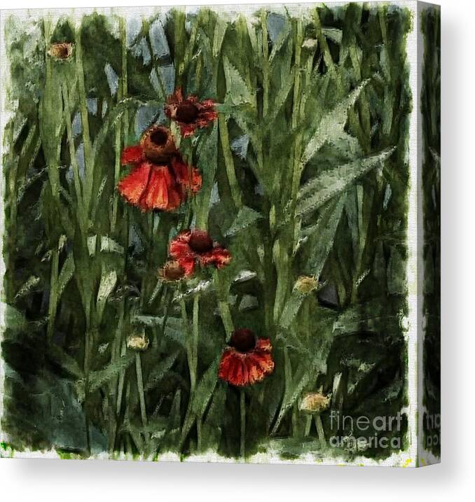 Flora Canvas Print featuring the photograph Blanket Flowers by Marcia Lee Jones
