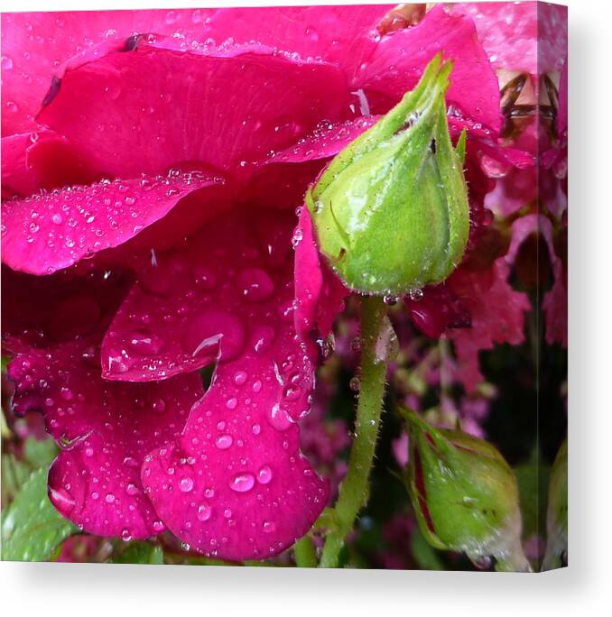 Water Canvas Print featuring the photograph Buds and Drops by Claudia Goodell