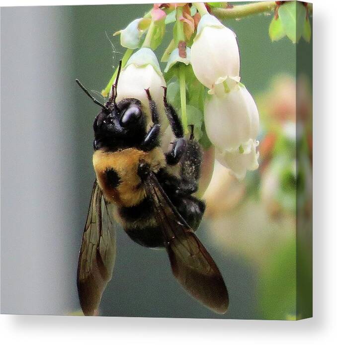 Bees Canvas Print featuring the photograph Busy Bee on Blueberry Blossom by Linda Stern