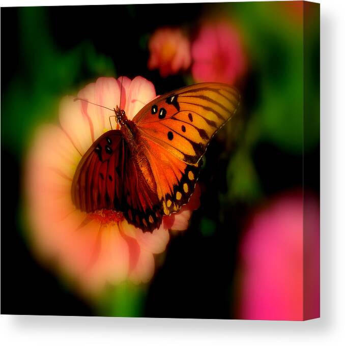 Butterfly Canvas Print featuring the photograph Butterfly Dreams by Dottie Dees