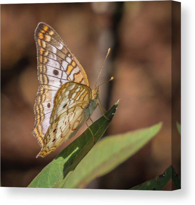 Florida Canvas Print featuring the photograph Butterfly by Jane Luxton