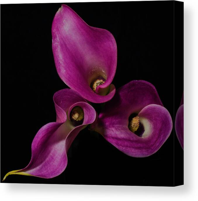Lily Canvas Print featuring the photograph Calla Lilies #1 by John Roach