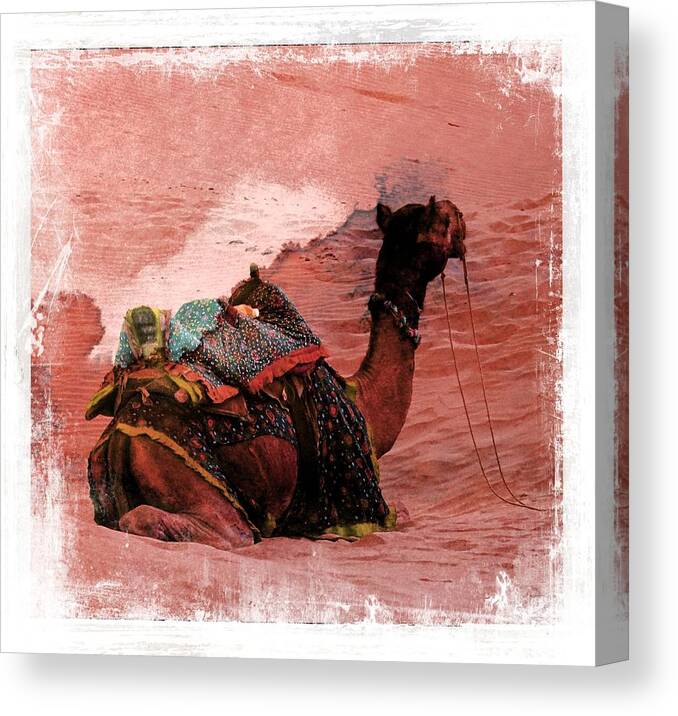 Desert Canvas Print featuring the photograph Camel Sand Dunes Thar Desert Rajasthan India 2a by Sue Jacobi