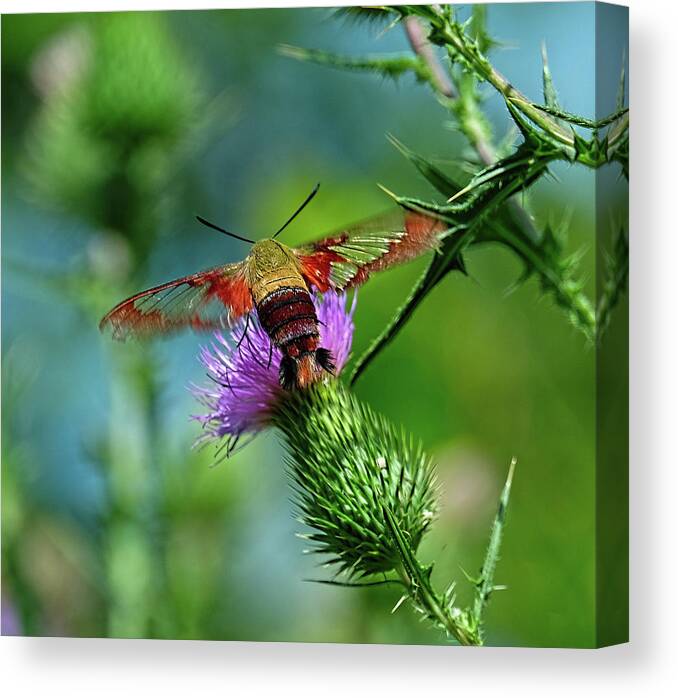 Clearwing Hummingbird Moth Canvas Print featuring the photograph Clearwing Hummingbird Moth by Ronda Ryan