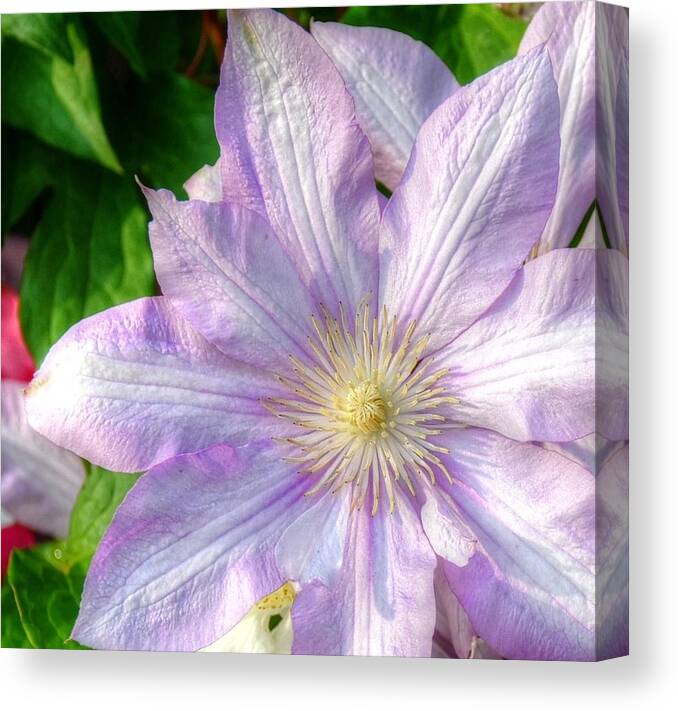 Clematis Flower Canvas Print featuring the photograph Clematis by Ronda Ryan