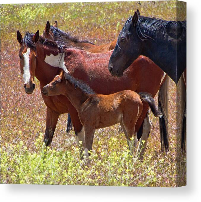 Horses Canvas Print featuring the photograph Colorful Mustang Herd by Waterdancer