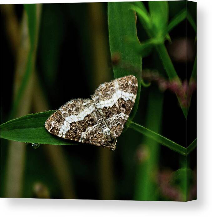 Moth Canvas Print featuring the photograph Common Carpet Moth by Jeff Townsend