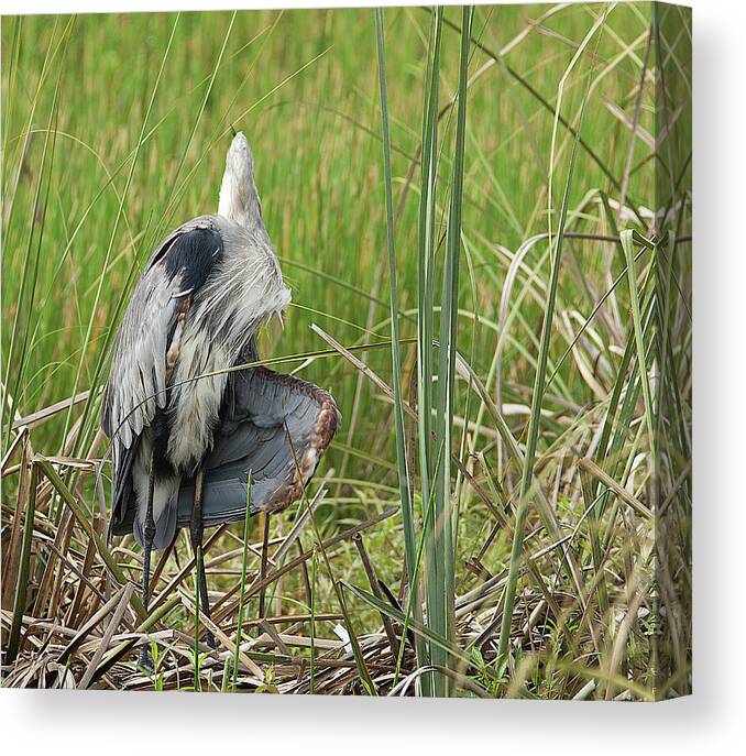 Great Canvas Print featuring the photograph Contortionist Great Blue Heron by Richard Goldman