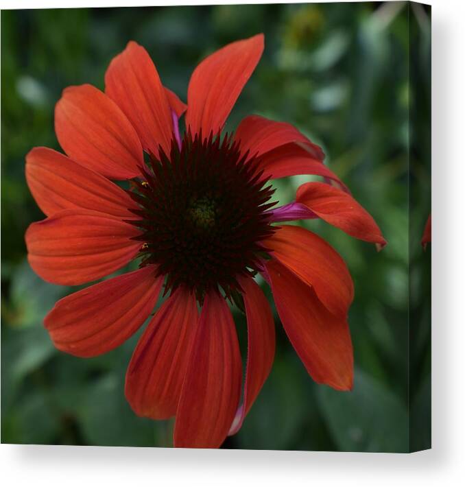Flowers Canvas Print featuring the photograph Crimson Cone Flower by Jimmy Chuck Smith