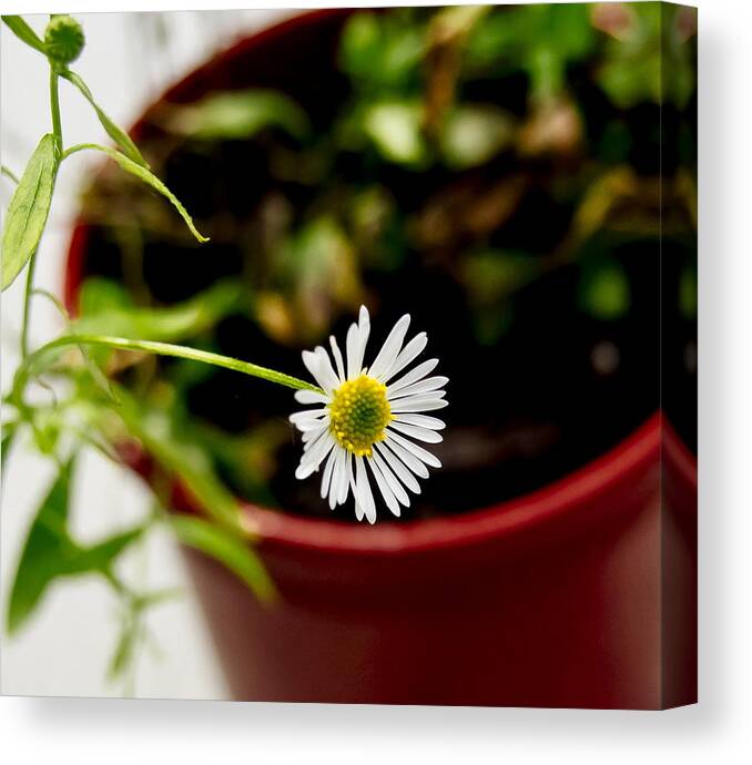 Daisy Canvas Print featuring the photograph Daisy or What. by Elena Perelman