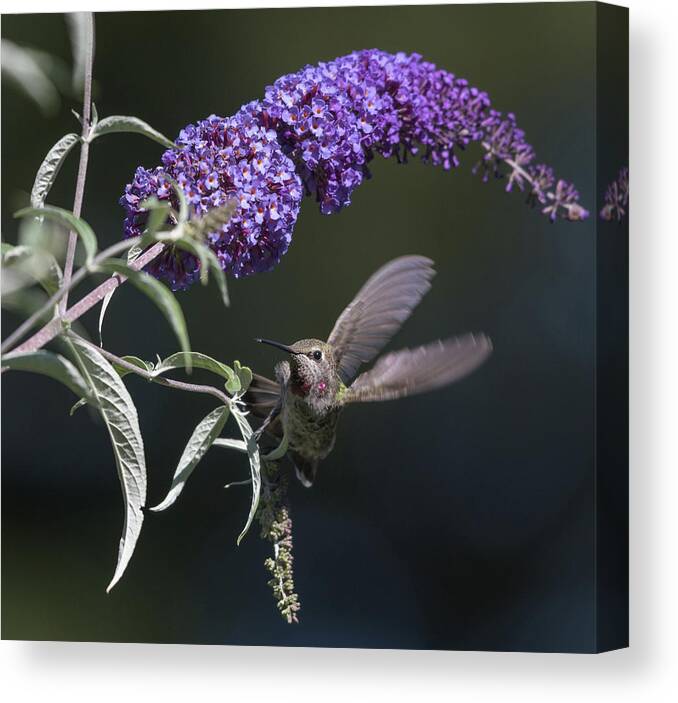 Hummingbird Canvas Print featuring the photograph Dancing in the Butterfly Bush by Angie Vogel